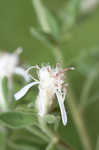 Dixie whitetop aster